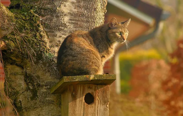 Кошка, скворечник, размытый фон