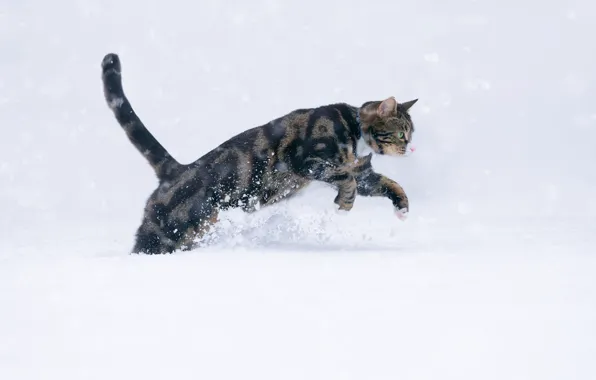 Кот, снег, шерсть, котейка