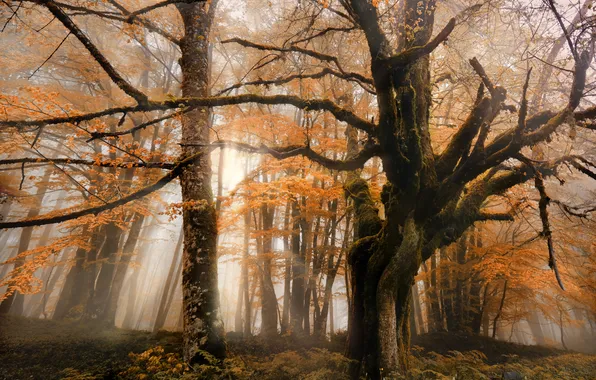 Картинка осень, лес, деревья, природа