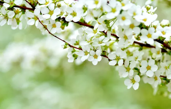 Картинка макро, весна, цветение, кусты