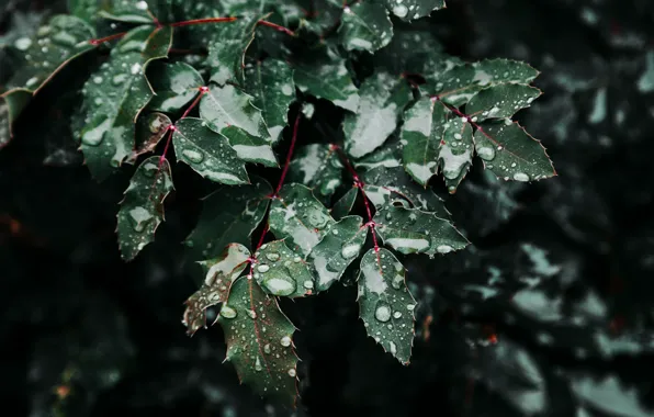 Природа, Листья, Зеленый, Ветки, Nature, Green, Leaves, Флора