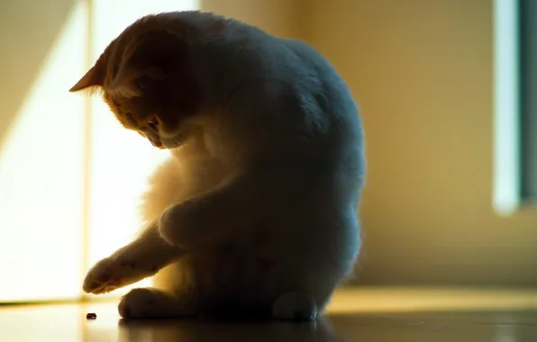 Картинка кошка, свет, тень, torode