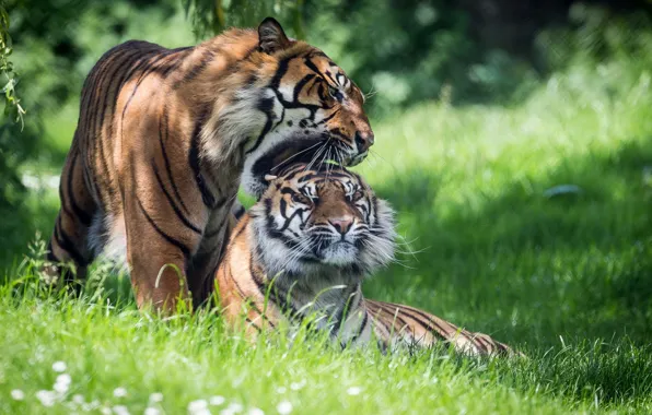 Картинка лето, природа, тигры