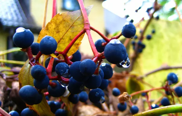 Картинка осень, капли, дикий виноград