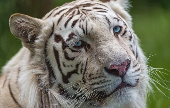 Картинка кошка, взгляд, морда, голубые глаза, белый тигр, ©Tambako The Jaguar