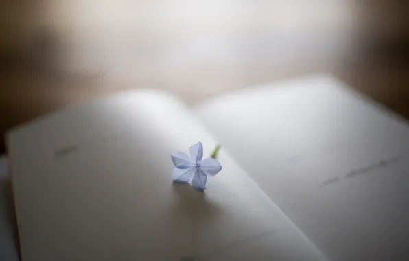 Картинка цветок, лепестки, книга