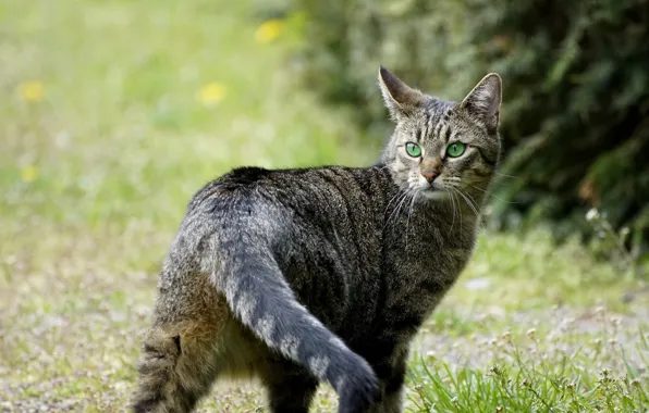 Кошка, кот, взгляд, природа, серый, поляна, хвост, прогулка