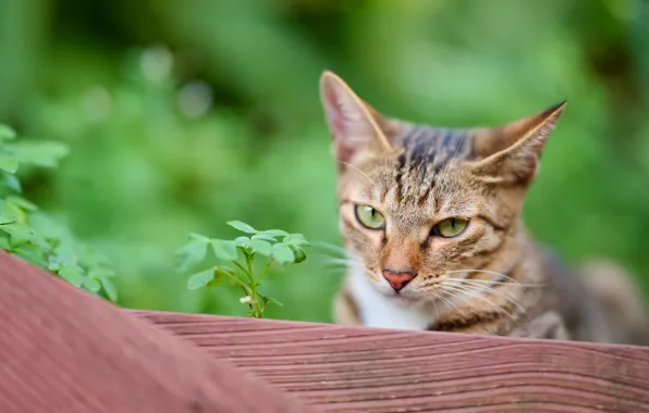 Кошка, кот, взгляд, морда, листья, природа, поза, забор