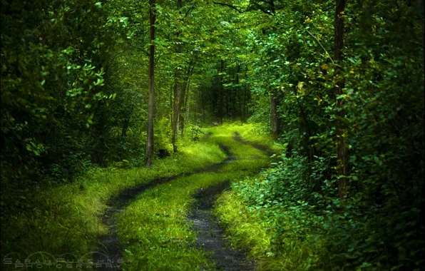 Картинка дорога, лес, свет, деревья, свежесть, природа, зеленый, настроение