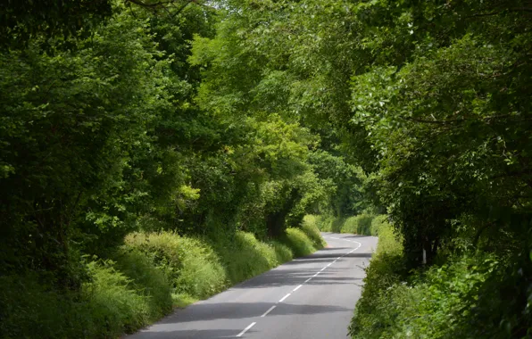 Дорога, лето, деревья, summer, road, trees