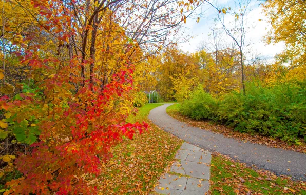 Осень, листья, деревья, парк, дорожка, кусты, багрянец