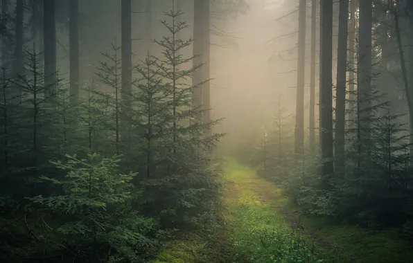 Картинка лес, трава, деревья, пейзаж, природа, туман, тропа, растения