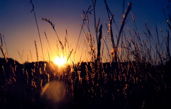 Grass, fireball, twilight, sunset, sun, dusk, stalks
