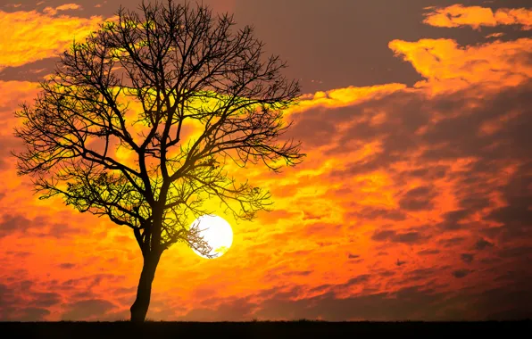 Картинка солнце, облака, закат, дерево