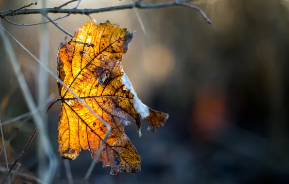 Осень, листья, природа