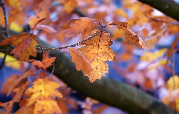 Осень, листья, природа