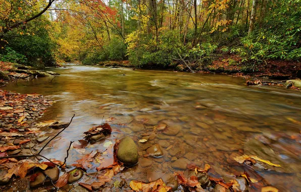 Картинка осень, листья, вода, поток, water, autumn, leaves, waterfall