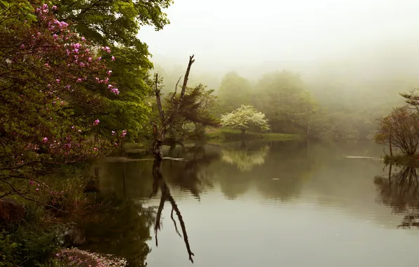 Парк, весна, озеро туман, деревья. цветение
