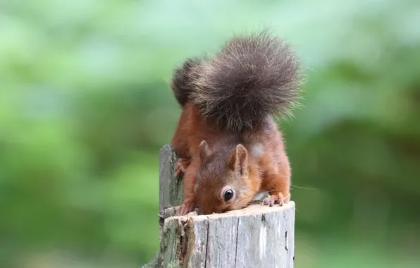 Картинка поза, пень, белка, хвост, зеленый фон