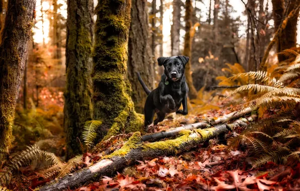 Картинка осень, лес, чёрная собачка