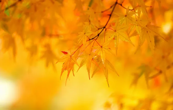 Осень, листья, дерево, желтые, клен