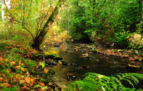 Fall, Forest, Autumn, Лес, Leaves, Листва, Осень, River