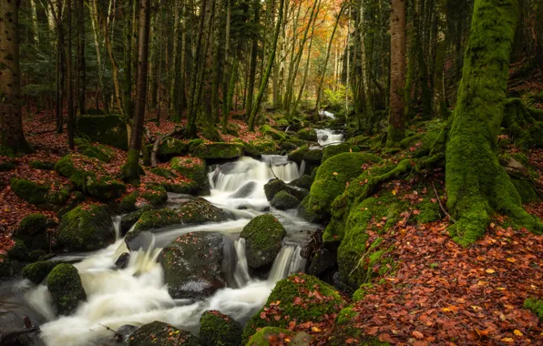 Картинка осень, лес, листья, деревья, ручей, камни, Франция, мох