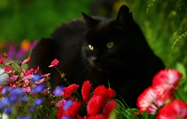 Кошка, кот, взгляд, цветы, поза, черный, сад, красные
