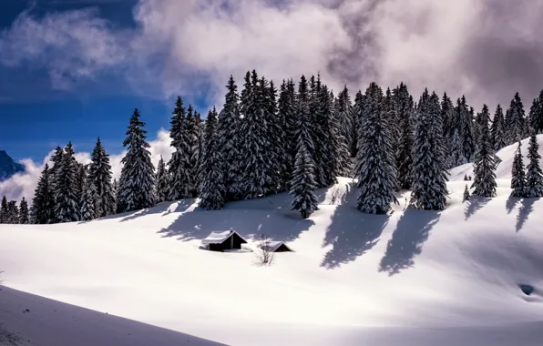 Картинка лес, снег, горы, природа