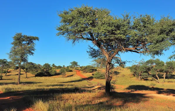 Картинка дорога, деревья, саванна, Африка, Намибия