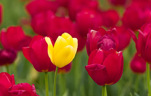 Nature, close-up, flowers