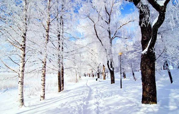 Зима, иней, небо, снег, деревья, природа, парк
