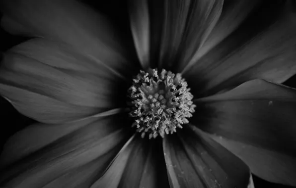 Цветок, макро, фото, фон, обои, растение, чёрно-белое, арт