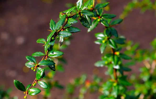 Leaf, plant, twig