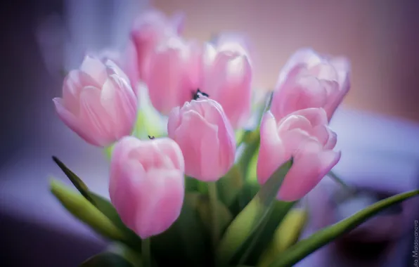 Картинка цветы, розовый, букет, лепестки, тюльпаны, красивые цветы, розовые тюльпаны