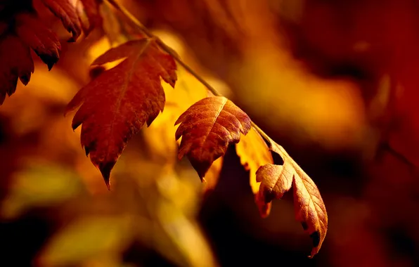Осень, листья, веточка, боке