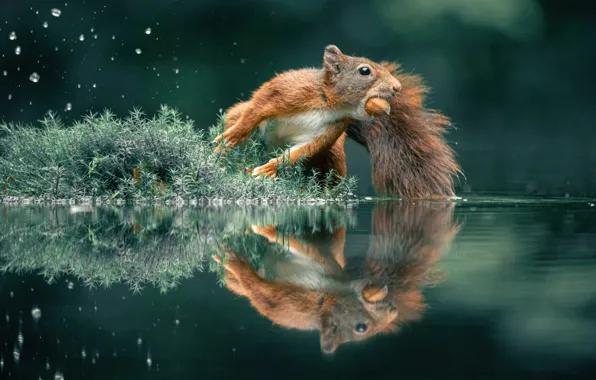 Взгляд, вода, брызги, природа, поза, отражение, прыжок, мох