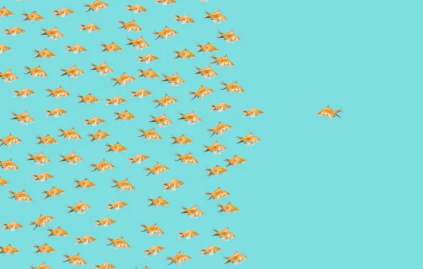 Different, goldfish, fish, dorado, opposite direction