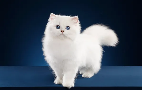 Кошка, поза, белая, синие глаза, Британская