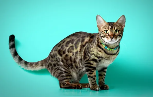 Кошка, поза, бусы, бирюзовый фон, бенгальская