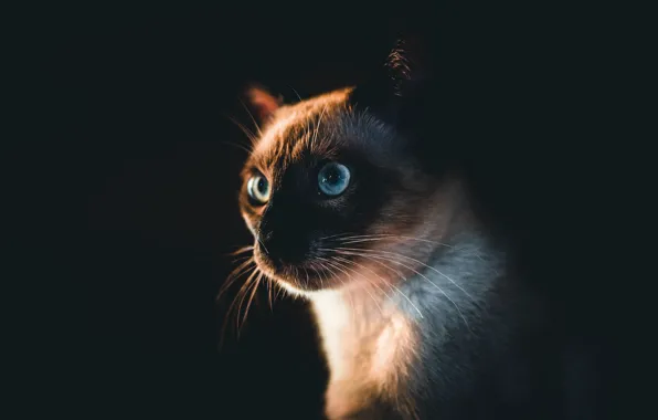 Кошка, кот, взгляд, морда, черный фон, сиамский
