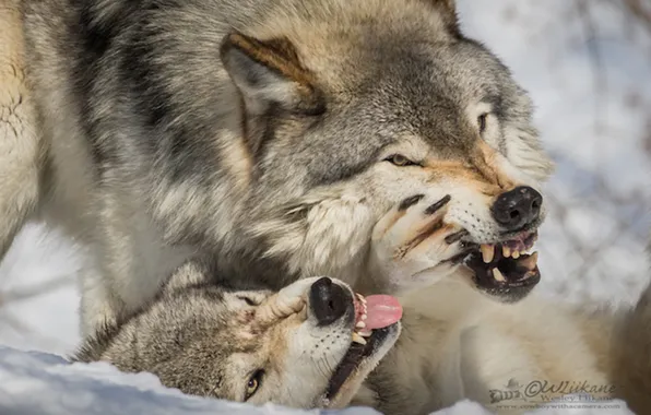 Nature, snow, predator, face, animal, wolf, wildlife, portrait