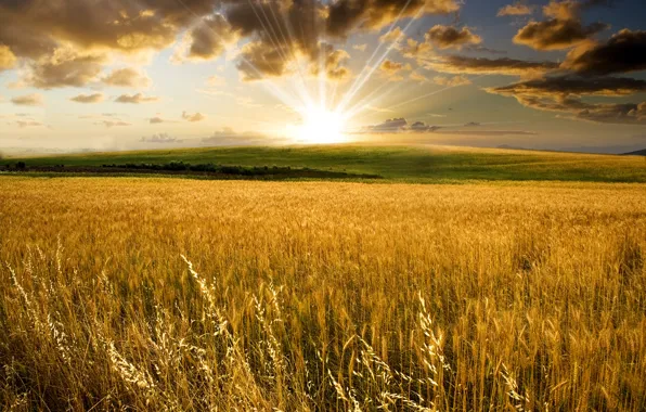 Картинка пшеница, поле, солнце, природа, холмы, пейзажи, долина, колосья