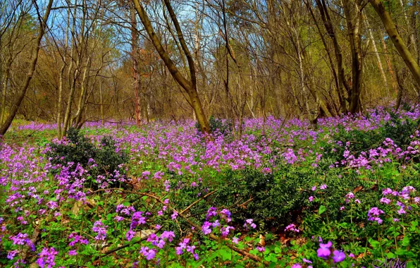 Картинка Весна, Поляна, Spring, Цветение, Field, Flowering