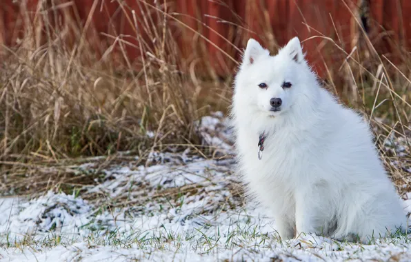 Картинка зима, белый, снег, собака, мордашка, сидит, сухая трава, поздняя осень