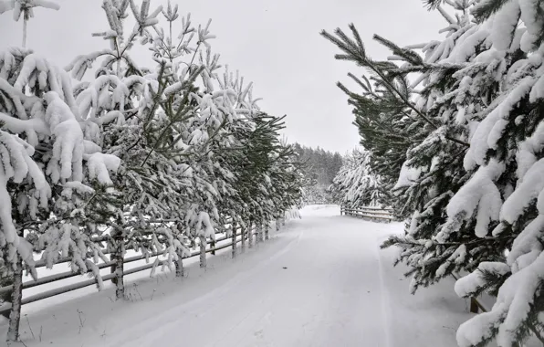 Картинка зима, снег, парк, white, road, landscape, park, winter