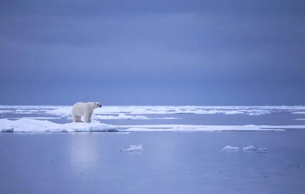 Природа, лёд, белый медведь
