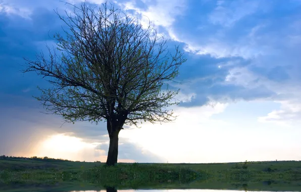 Картинка небо, облака, дерево, рассвет, одинокое, Only tree