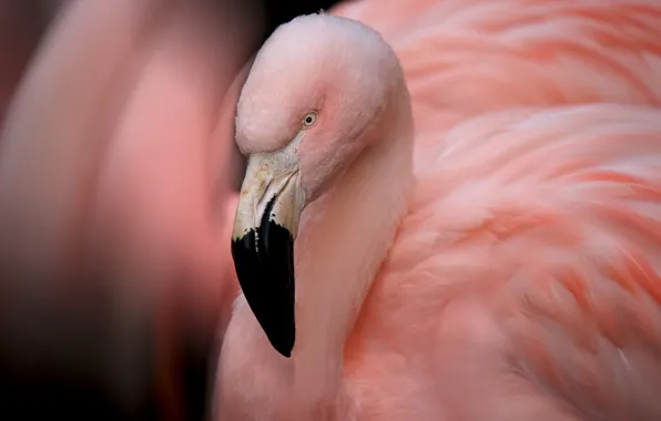 Картинка птица, перья, клюв, фламинго, шея