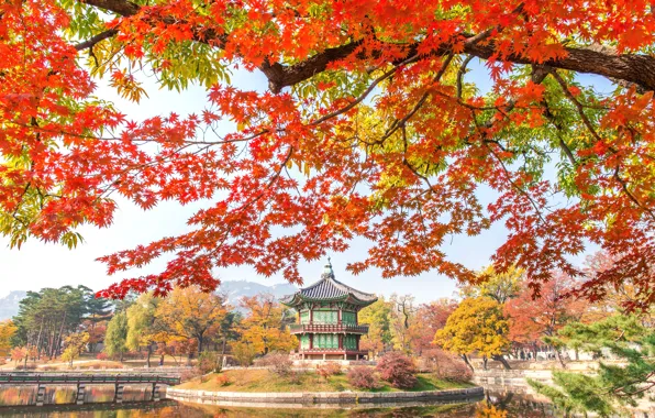 Картинка осень, листья, деревья, парк, nature, bridge, park, autumn